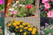 12種適合炎熱季節栽種的開花植物，陽臺或院子都能種