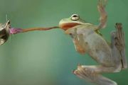 青蛙吃東西是怎麼咽的？用眼珠子推！