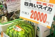 2萬1個還不甜的方形西瓜，日本人為啥還在買？