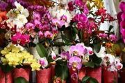 春節家裡放7種「蘭花」，開花文雅芬芳，品味高！