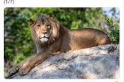 美國 | 丹佛動物園11只獅子染新冠，全美多個大型貓科動物中招!寵物貓感染新冠，除了安樂死還可以怎麼辦？