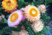 蠟菊被稱為「永生花」，自帶油畫氣質，花不謝根不爛，好看又好玩！