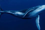 鯨魚的近親竟然是河馬？