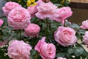 陽臺盆栽「最香的」11種花，能多季開花，室內掩蓋「異味」特別棒