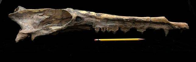 雷明頓鯨復原圖及頭骨化石