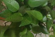 我家的綠蘿在滴水，本以為是生病，其實是健康的標誌！