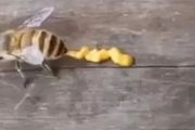 看完蜜蜂拉粑粑，我放下了手裡的蛋黃醬…