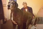 世界上最高的狗狗去世了，臨終前，它留下一件「扎心」的禮物