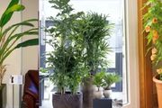 想養熱帶盆栽植物，可考慮這5種觀葉植物和4種開花植物