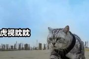 貓咪從小和老虎生活在一起，走路姿勢霸氣威武，網友：我出2萬
