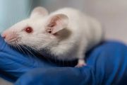 大鼠(Rats)懷孕40周生下小鼠(Mice)，中國醫院奇葩論文刷新下限