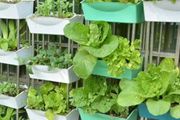 10種「省心菜」，適合家庭小菜園，可以重複採收，蔬菜漲價也不怕