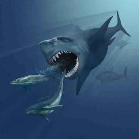 始鬚鯨在躲避巨齒鯊的追擊