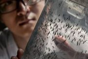 雌蚊子只需交配一次便可終生產卵，不怕，科學家能讓TA們終身絕後
