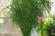 7種好看的盆栽「觀賞竹」，很適合養在室內，可土培，也可水培