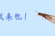 對付煩人的白蟻有技巧，盲目動手可能會擴大蟲害