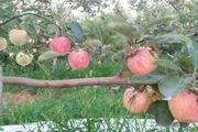 早熟蘋果成熟期管理技術要點，夏季蘋果樹修剪方法