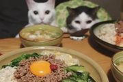 日本小姐姐分享美食卻被自家貓咪強勢搶鏡，一屋兩貓三餐四季的生活，網友表示羨慕哭了