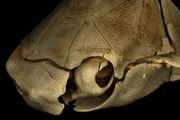 我們用重建出的化石腦，找到了人類的祖先：一條勇敢爬上陸地的魚