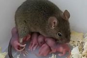 不用精子就能繁育後代，科學家用1個卵細胞培育出健康小鼠