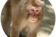 震撼全球！日本動物園70年第一位女猴王，三角戀後又開後宮