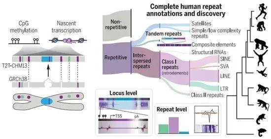 首個完整無間隙人類基因組序列公佈