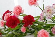 8種「貴氣花」，又香又漂亮，陽臺養一盆，越熱越香