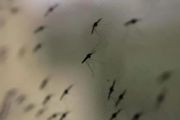 澳洲洪水過後！專家提醒：將有大量毒蚊子出沒，見人就咬，可能攜帶致命病毒！