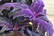 葉子長滿紫色絨毛的紫鵝絨，適合養成陽臺或窗臺盆栽