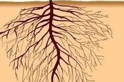 植物根系與枝葉的關係