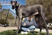 世界上最大的十個狗品種排名：大丹犬高2.2米/111公斤