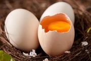 每天一個雞蛋，有益心臟健康；頭髮為何會變白？