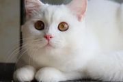 純白英短是萬能配嗎？英國短毛貓有什麼優點？