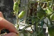 用剪刀適當修剪幾下，就能讓盆栽番茄不斷結果