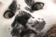 「醜貓大賽」刷爆熱搜，惹1億網友圍觀：笑死，長得越像人的越醜！
