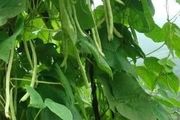 四季豆的高產技術要點有哪些？種植條件是什麼？