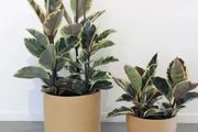 帶有迷人斑紋的7種觀葉植物，特別適合養成室內觀賞盆栽