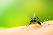 為什麼蚊子不會被雨滴砸死？多年的疑問總算解開了