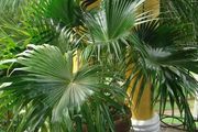 五種特別有熱帶風情的棕櫚植物，很適合養在客廳和辦公室