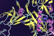 科學家使用Summit超級計算機和深度學習來預測基因組規模的蛋白質功能