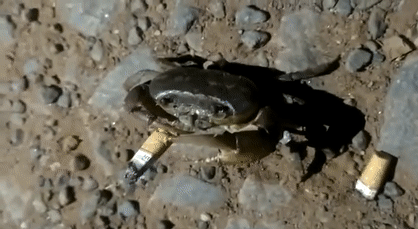還有螃蟹疑似學會了抽菸