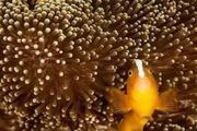 水下攝影｜「海底兩萬裡」的世界，驚豔了！