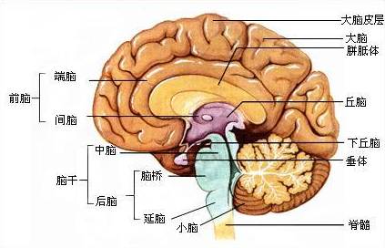 人體大腦結構 圖源維基百科