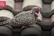 17種常見鳥鳴辨別指南：整天喊「光棍好苦」的原來是它！