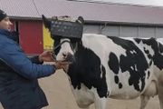 為了讓牛多產奶，他們逼著牛看片子