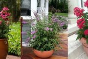 7種「招蜂引蝶」的開花植物，適合養院子裡，也能養成大型盆栽