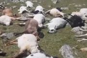 550只羊瞬間被劈死，閃電到底有多可怕？