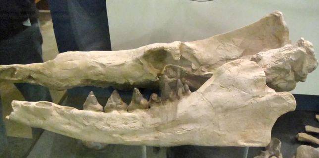 羅德侯鯨復原圖及頭骨化石