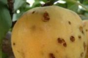 桃樹細菌性穿孔病和蚧殼蟲危害及防治方法