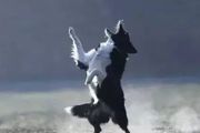 邊牧專欄丨訓練邊境牧羊犬接飛盤的幾個步驟